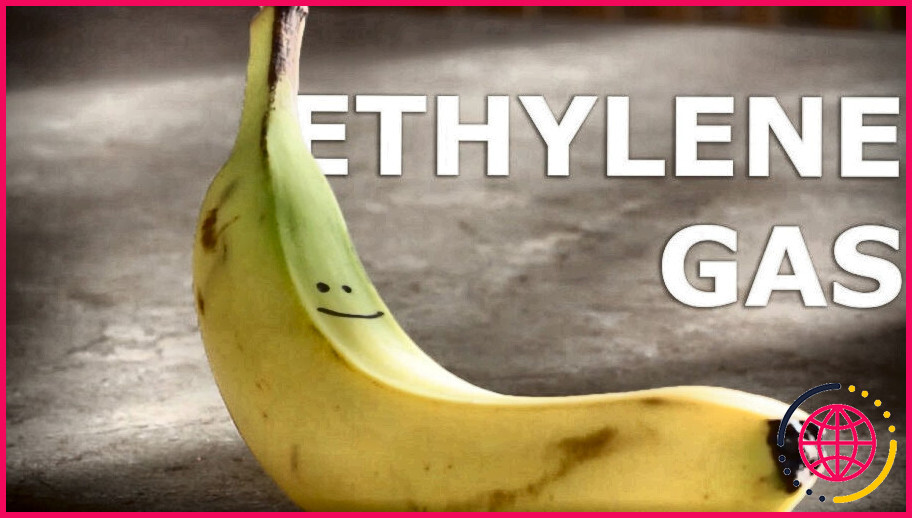 Les bananes émettent-elles du gaz éthylène ?

