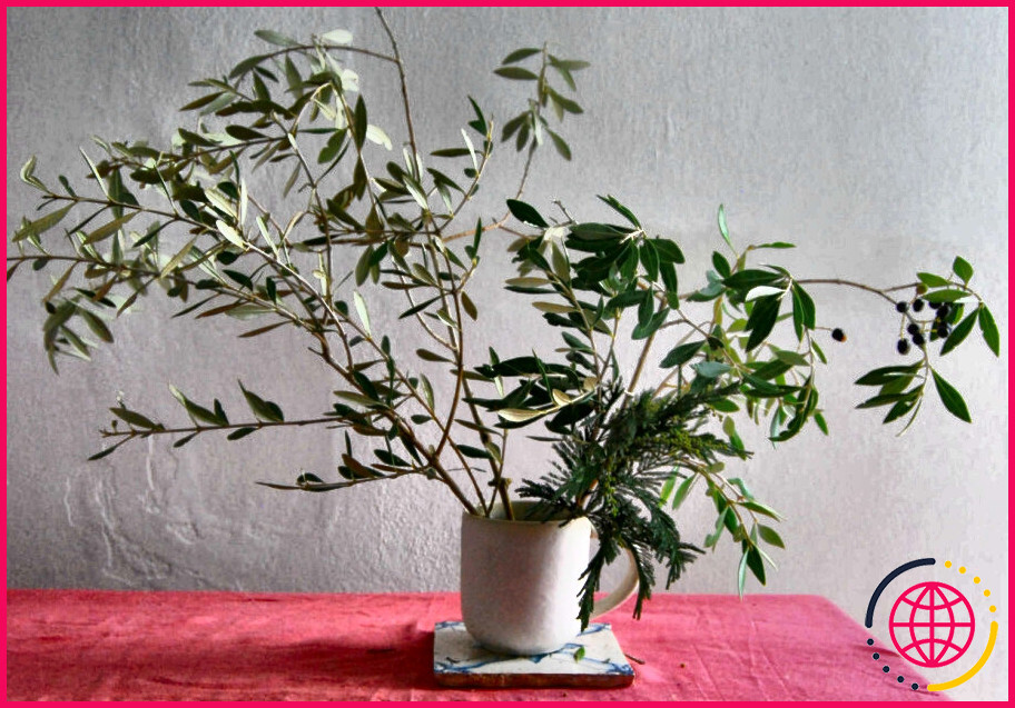 Les branches d'olivier sèchent-elles bien ?
