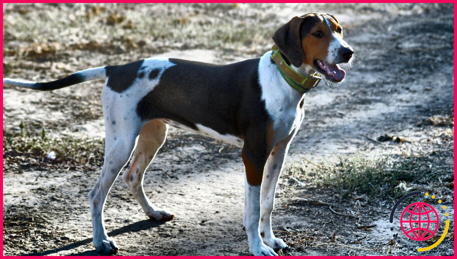 Les coonhounds treeing walker sontils de bons chiens de famille ? ️