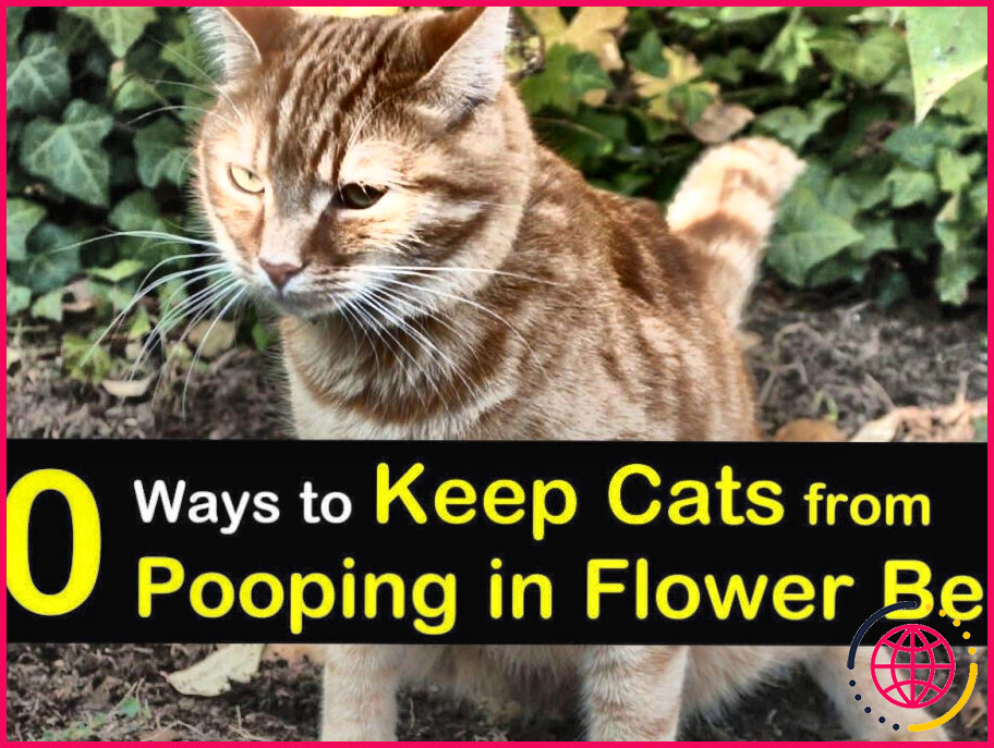 Les excréments de chat sont-ils bons pour les plantes ?
