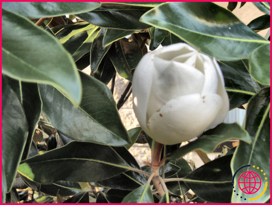 Est-ce que le fruit du magnolia est comestible?