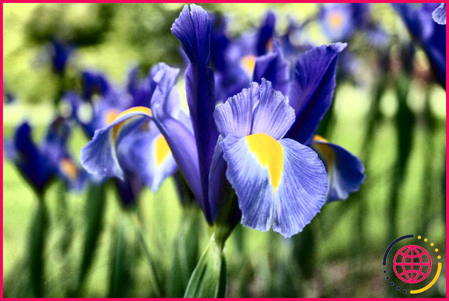 Les iris ambulants sont-ils toxiques ?
