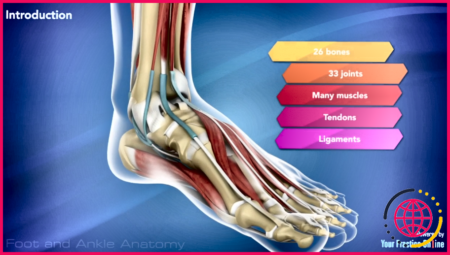 Les orteils ont-ils des ligaments ou des tendons ?
