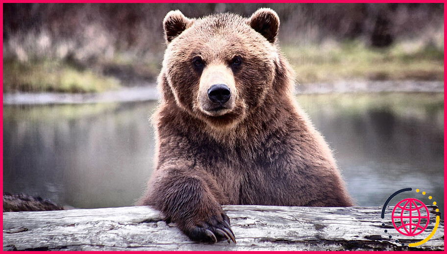 Les ours sont-ils dangereux à yosemite ?
