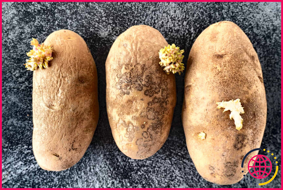 Les pommes de terre molles sont-elles mauvaises ?
