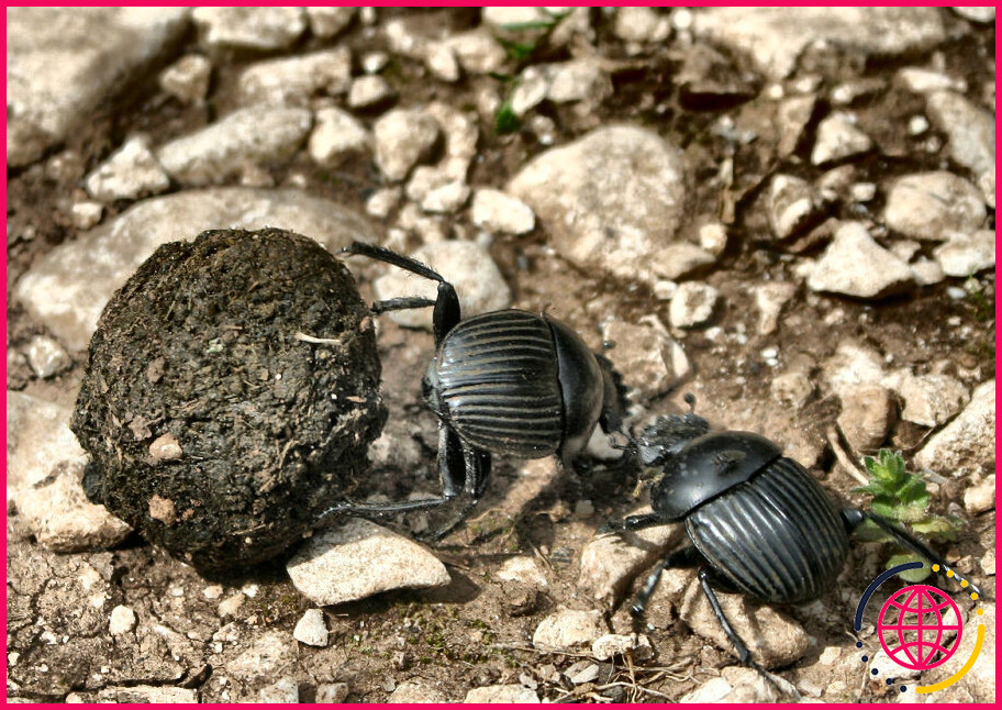Les scarabées sont-ils dangereux ?