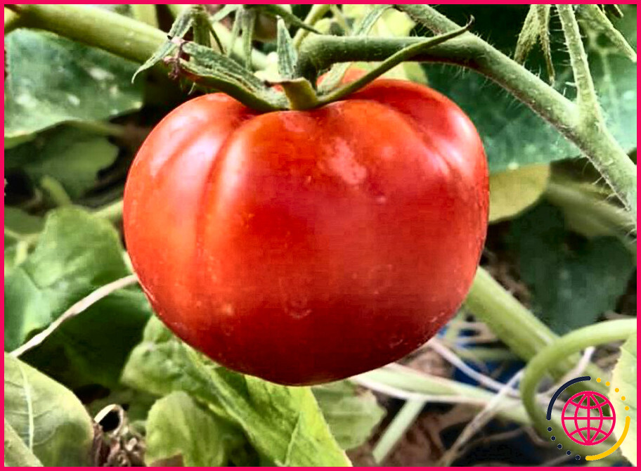 Les tomates better boy sont-elles déterminées ou indéterminées ?
