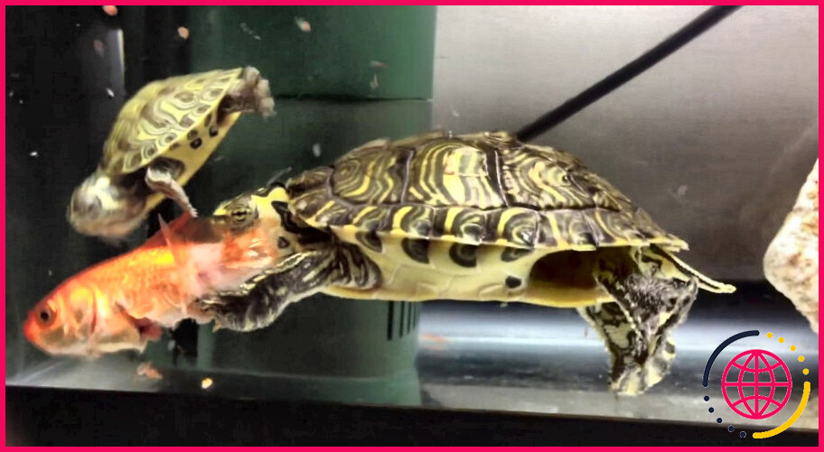Les tortues peuvent-elles vivre avec les poissons dans un étang ?
