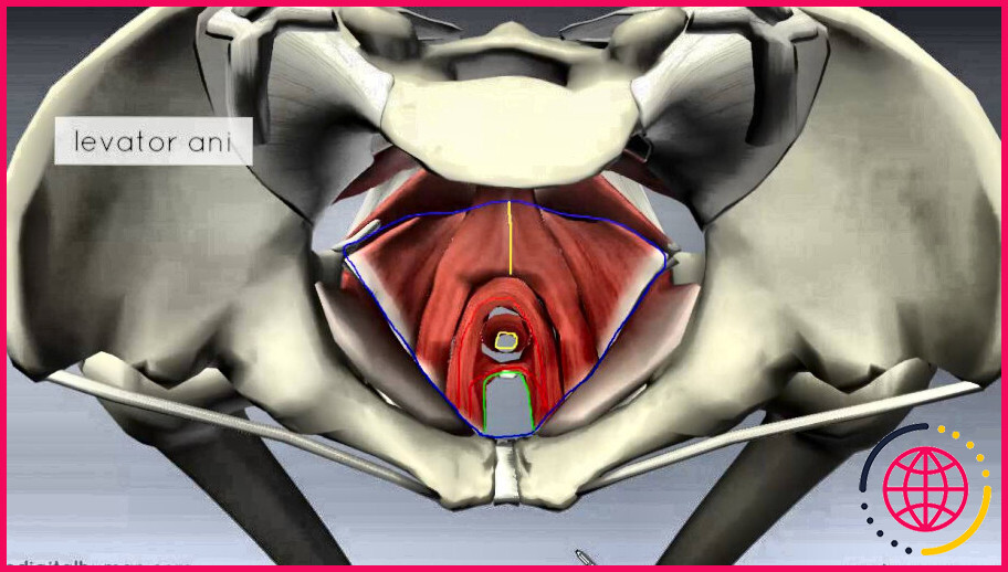 Où est situé le diaphragme urogénital ?
