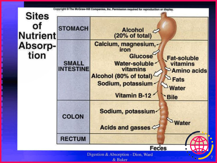 Où le sodium est-il absorbé dans le système digestif ?
