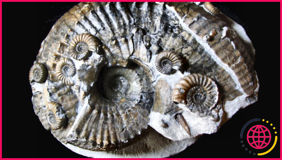 Où peut-on trouver des fossiles d'ammonites ?
