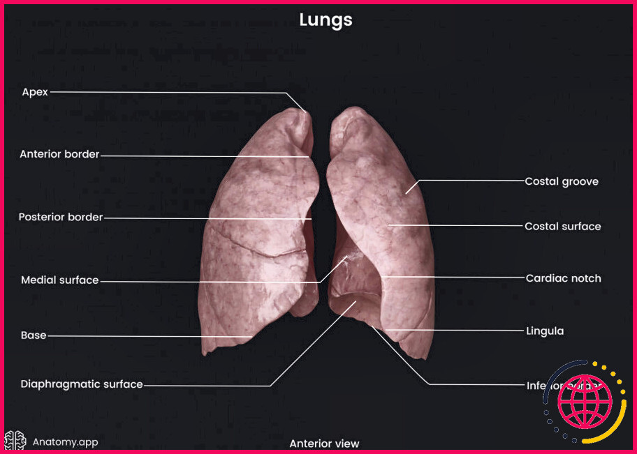 Où se trouve l'apex des poumons ?
