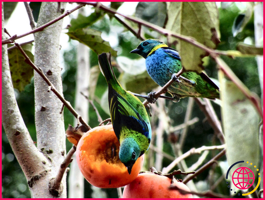 Peut-on consommer sans danger des fruits mangés par des oiseaux ?
