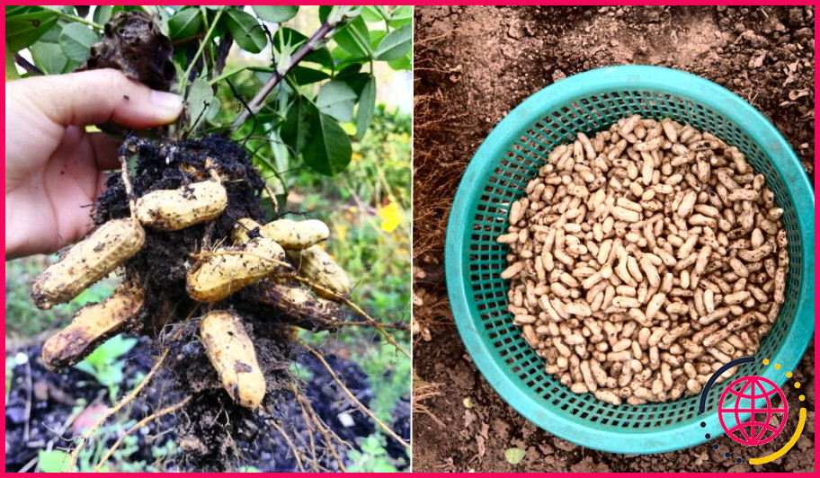 Peut-on faire pousser des cacahuètes à partir d'une cacahuète ?
