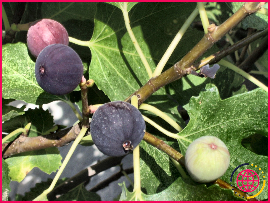 Peut-on faire pousser un figuier à partir d'un fruit de figue ?
