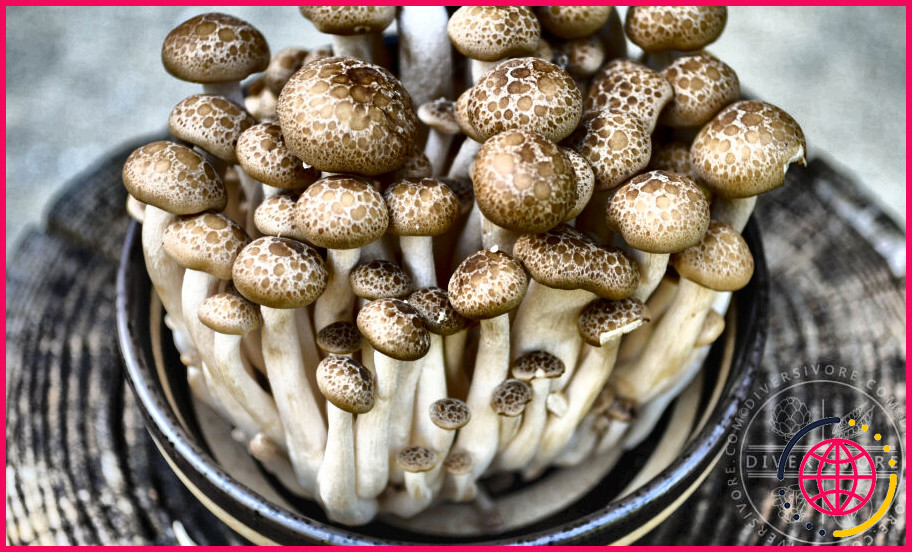 Peut-on manger des champignons de hêtre crus ?
