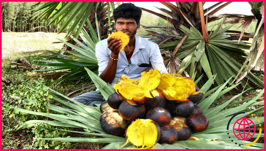 Peut-on manger le fruit d'un palmier ?

