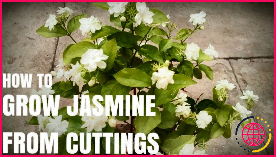 Peut-on transplanter le jasmin ?
