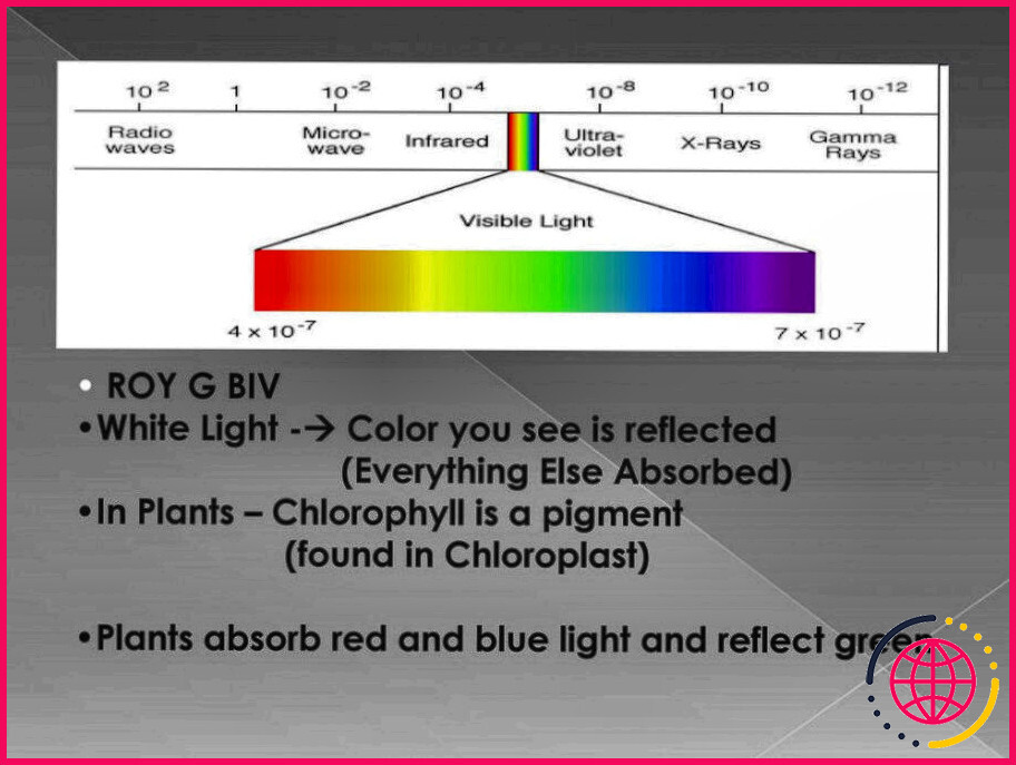 Pourquoi la chlorophylle absorbe-t-elle la lumière rouge et bleue ?
