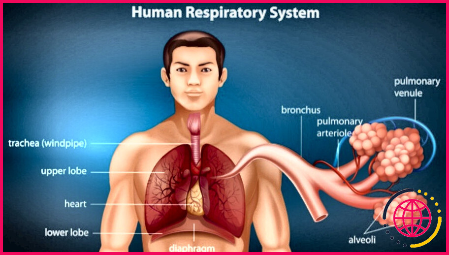 Pourquoi le système respiratoire doit-il avoir une grande surface ?