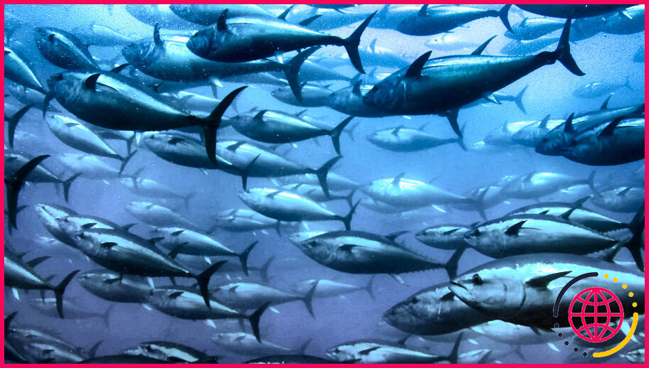 Pourquoi le thon rouge est-il victime de surpêche ?
