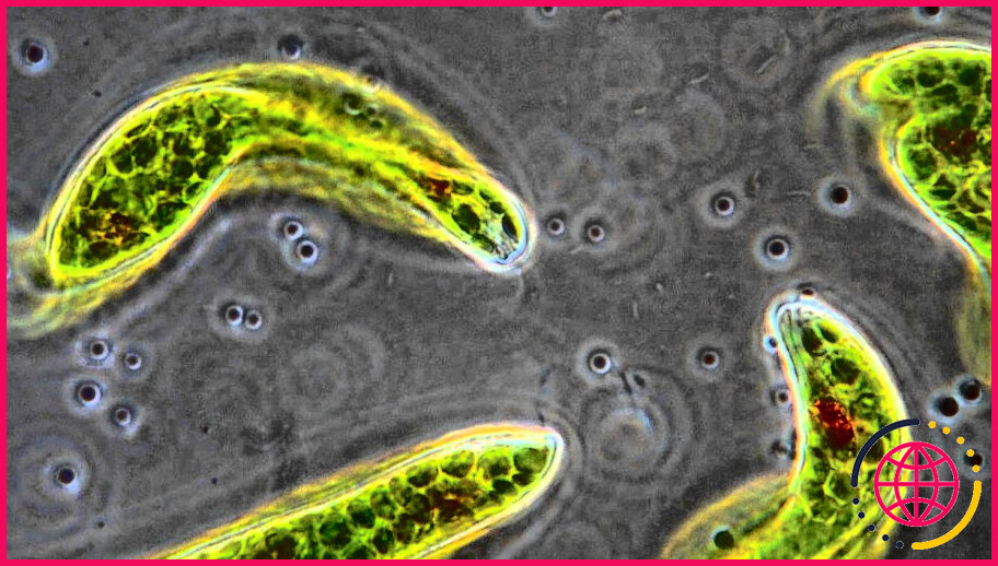 Pourquoi les euglena se déplacent-ils vers la lumière ?
