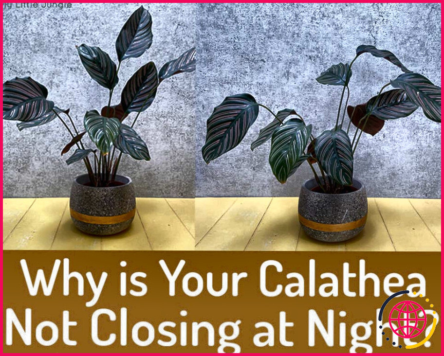 Pourquoi les feuilles de calathea se ferment-elles ?
