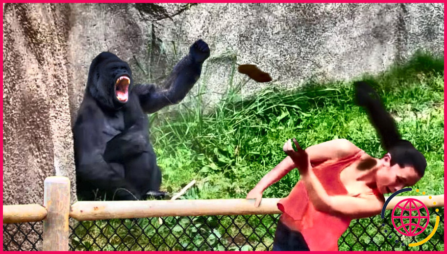 Pourquoi les gorilles jettent-ils du caca ?
