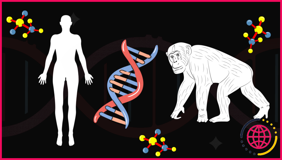 Pourquoi les humains ont-ils 46 chromosomes et les chimpanzés 48 ?
