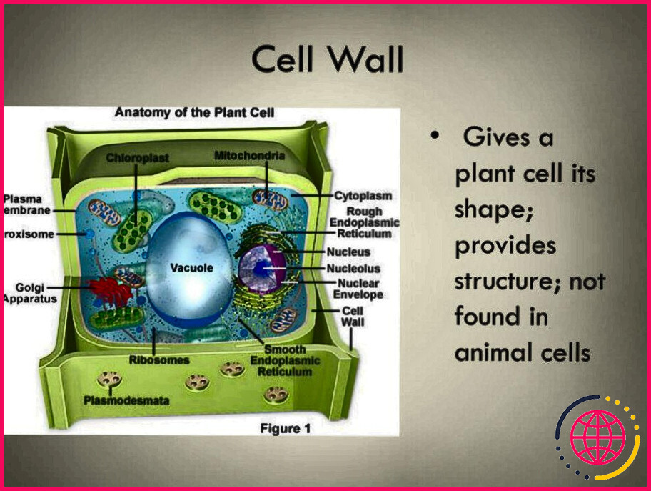 Que fait le peroxysome dans une cellule végétale ?
