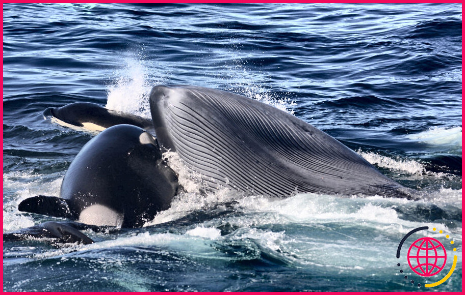 Que mangent les baleines orques ?

