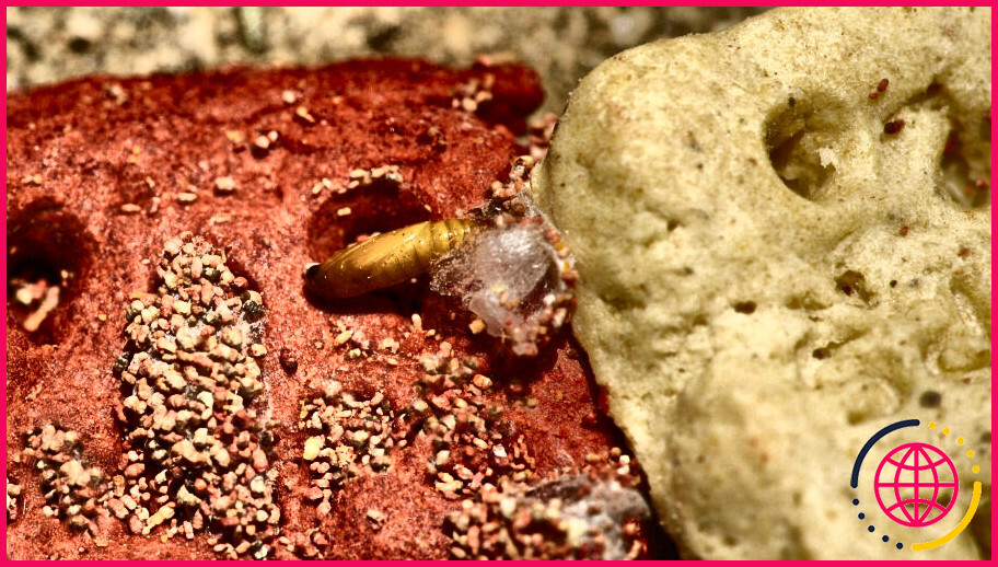 Que se passe-t-il si vous mangez des larves de pyrale indienne de la farine ?