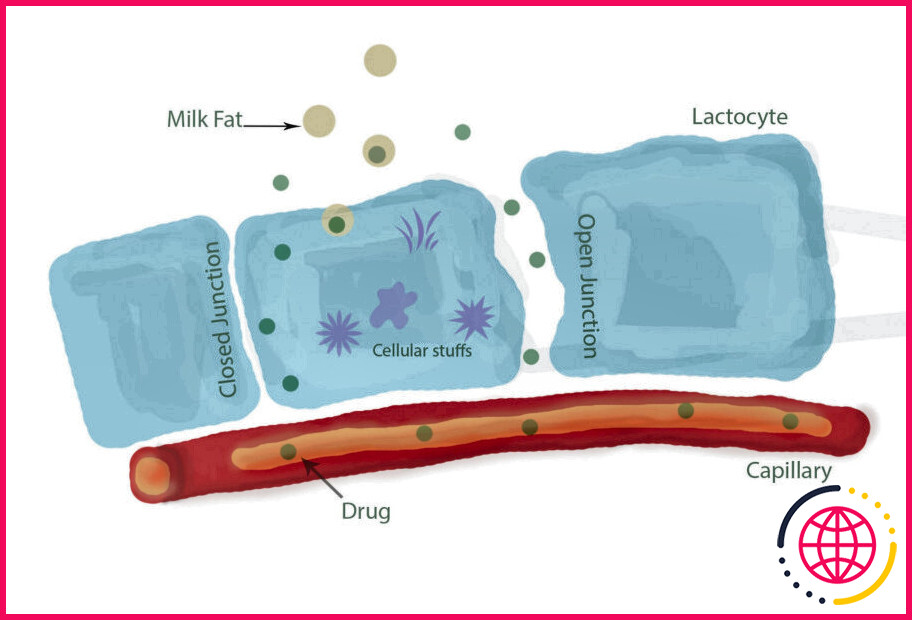 Que sont les lactocytes ?
