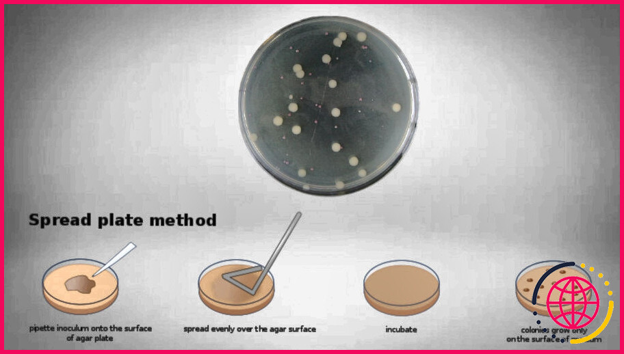 Quel est le but de la dilution en série sur la croissance des bactéries ?
