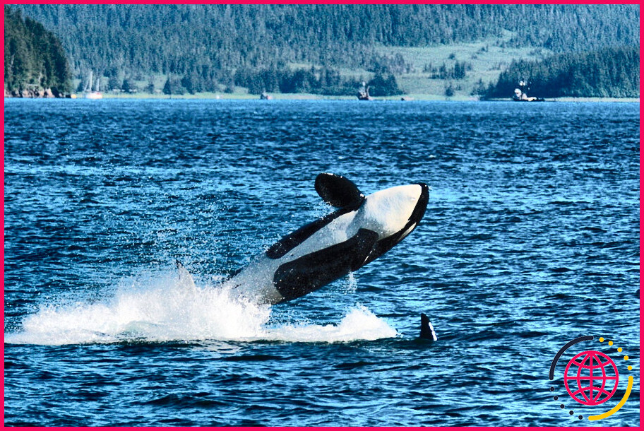 Quel est le meilleur mois pour observer les baleines en alaska ?
