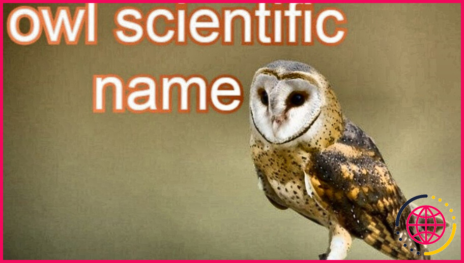 Quel est le nom scientifique des hiboux ?
