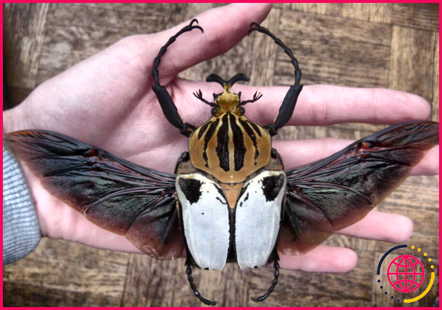 Quel est le plus gros insecte du monde et où se trouve son habitat naturel ?

