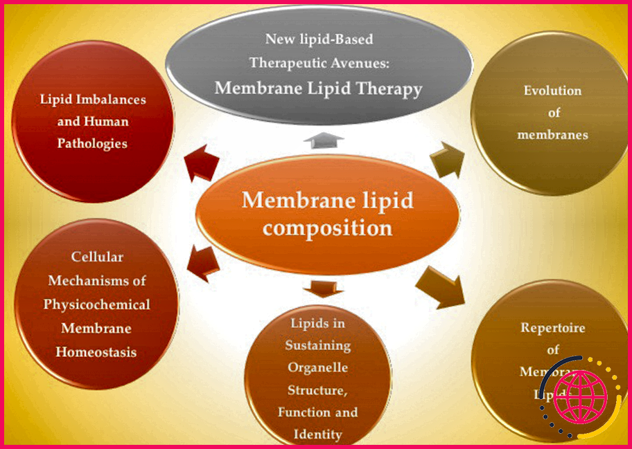 Quel est le rôle des lipides dans la membrane cellulaire ?
