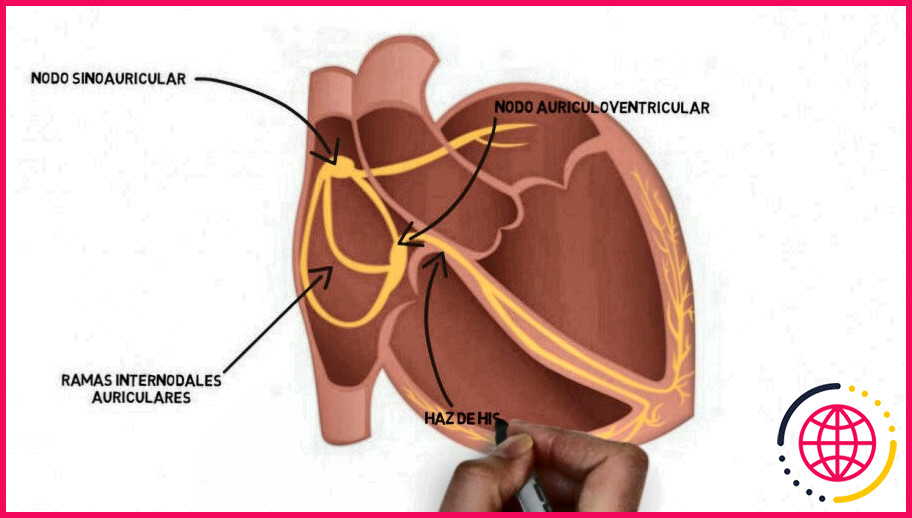 Quel est le système de conduction du cœur ?
