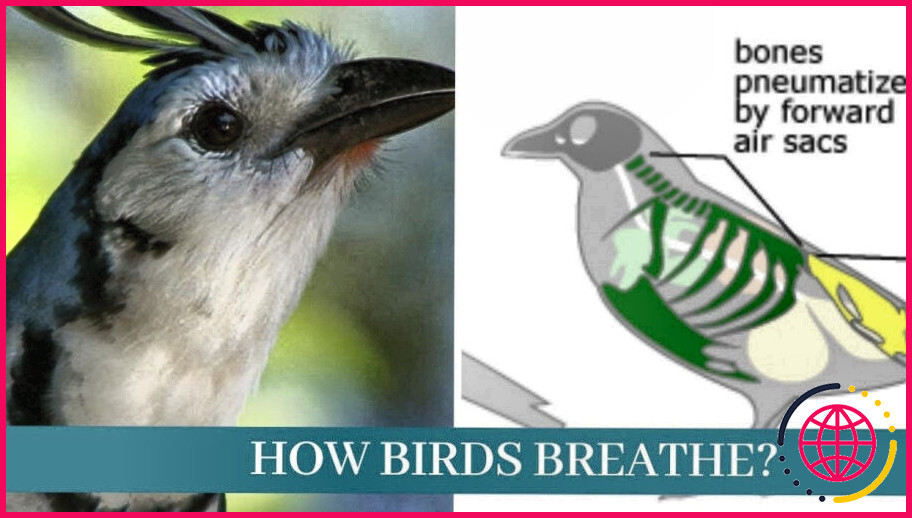 Quel est l'organe de respiration des oiseaux ?
