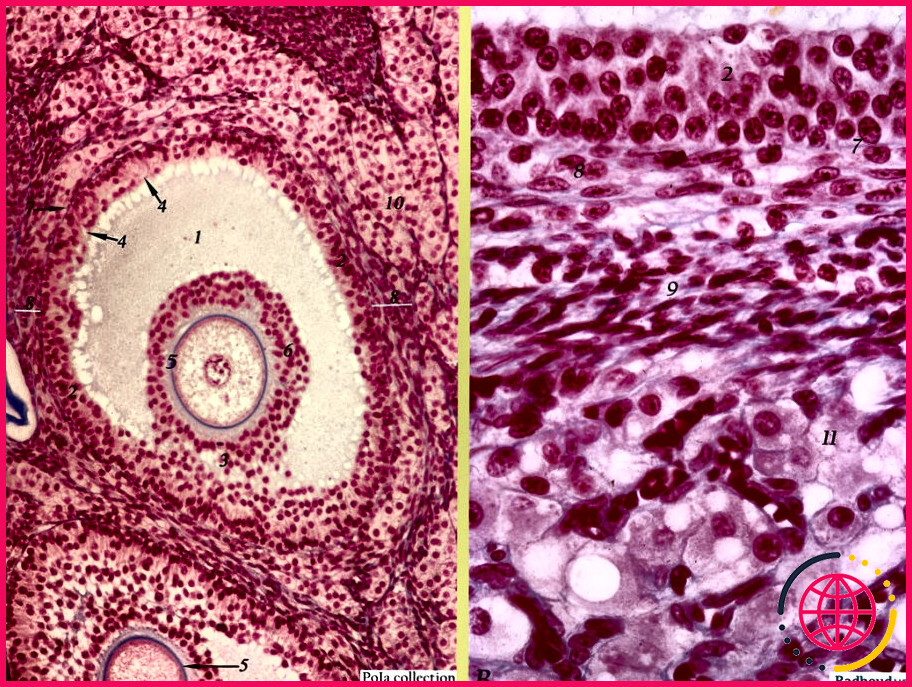 Quel ovocyte est présent dans le follicule tertiaire ?
