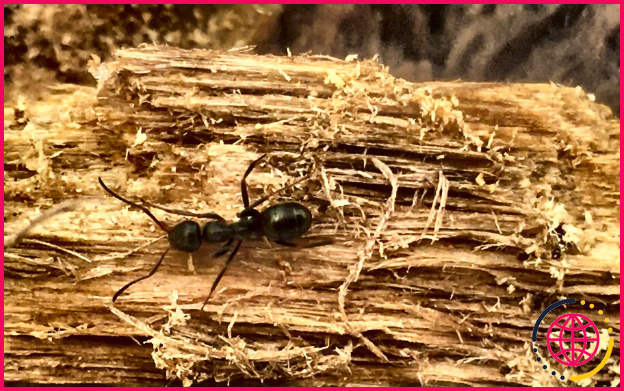 Quel remède maison tue les grosses fourmis noires ?
