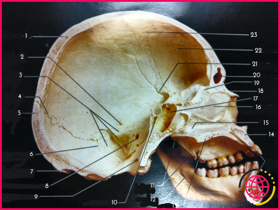 Quel type d'os est un os du crâne quizlet ?
