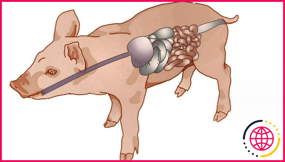 Quelle est la fonction du système digestif chez un porc ?