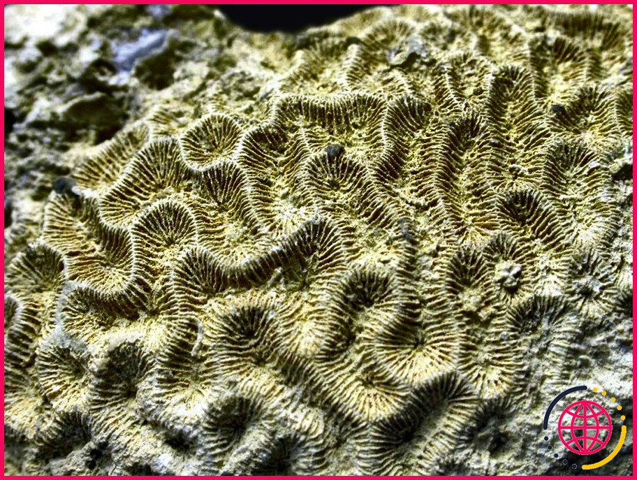 Quelle est la relation symbiotique entre les coraux et les algues ?
