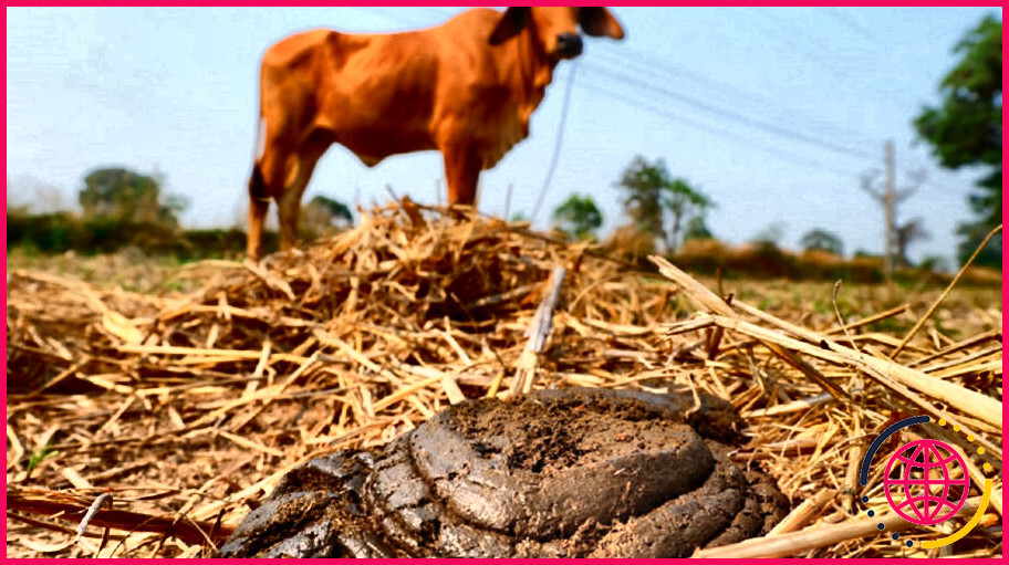 Quelle est la valeur fertilisante du fumier de vache ?

