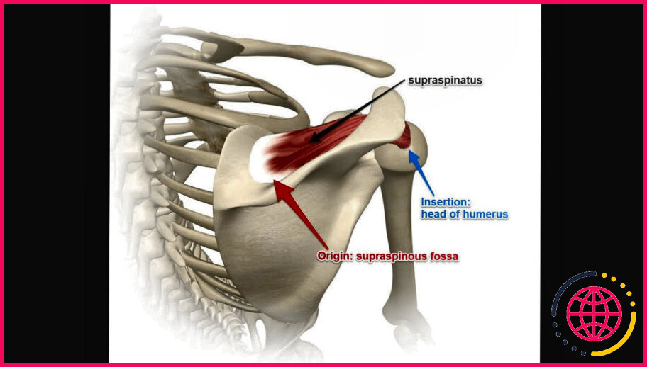 Quelle est l'origine du muscle supra-épineux ?
