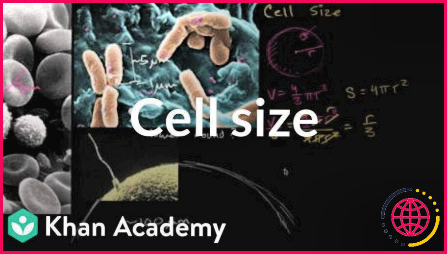 Quelle unité de mesure est souvent utilisée pour mesurer la taille des cellules ?
