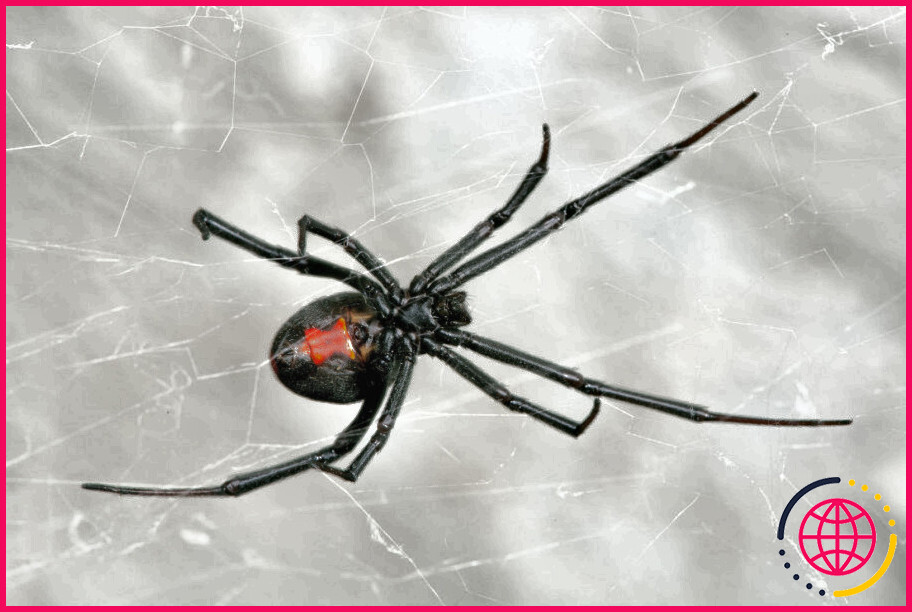 Quelles araignées venimeuses y a-t-il à new york ?
