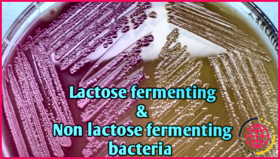 Quelles bactéries à gram positif fermentent le lactose ?
